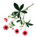 花