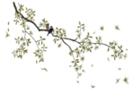花鸟