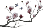 花鸟
