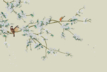 花鸟