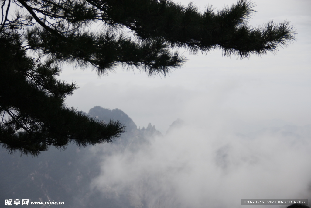 黄山松