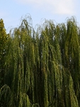 柳树