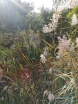 芦苇