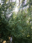 树