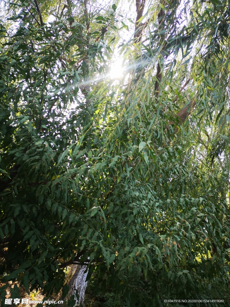 树
