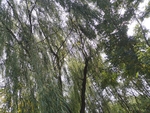 柳树