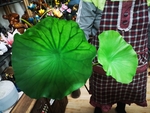 荷叶