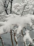 雪
