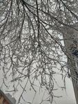 雪