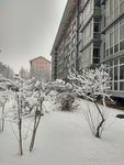 雪