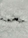 雪