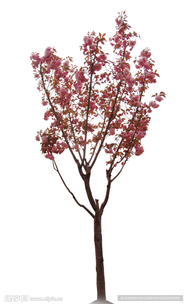 樱花树