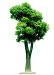 大樟树
