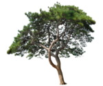 个性松树