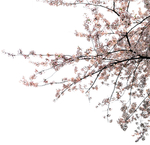 樱花前景树
