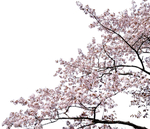 开花挂角树