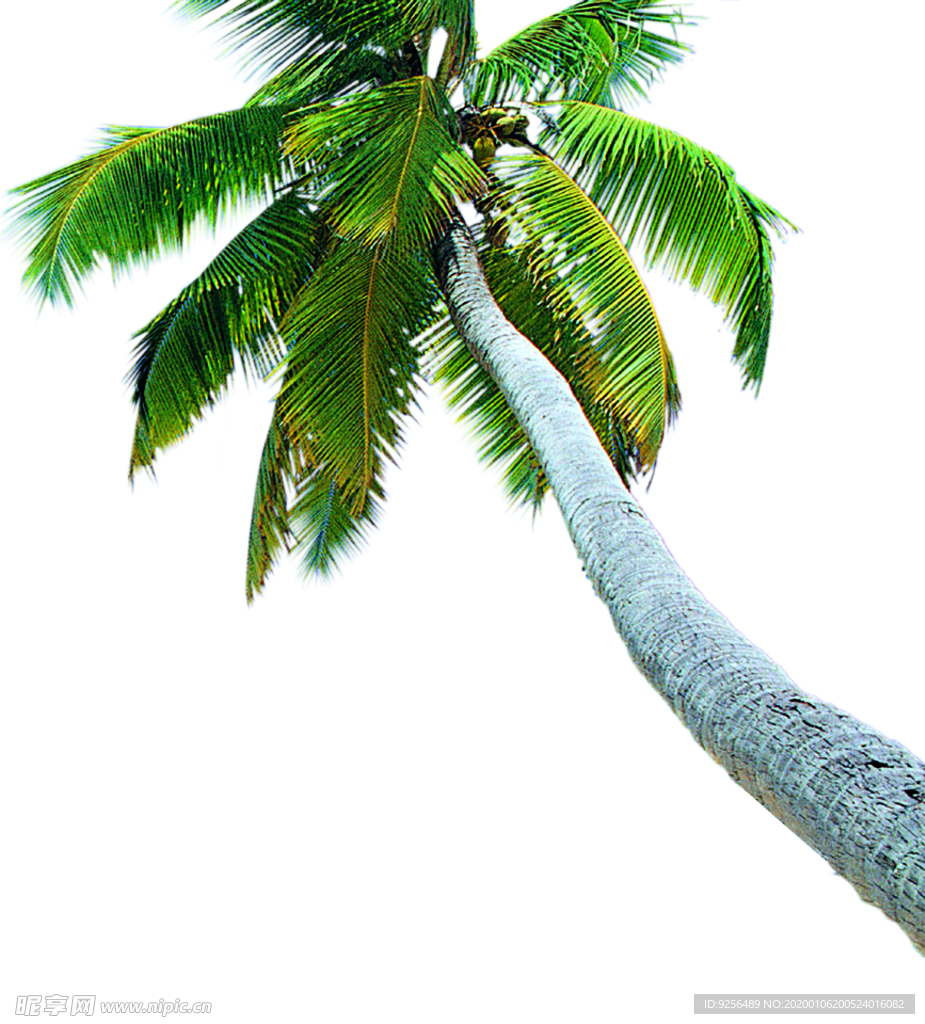 热带前景树