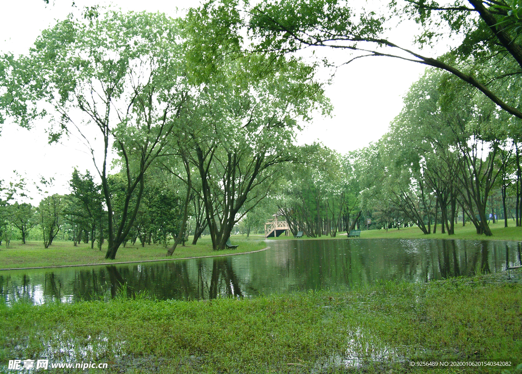 水与树