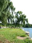 河畔树