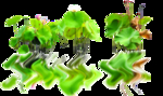荷花素材