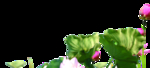 荷花素材