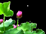 荷花抠图