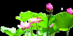 荷花抠图