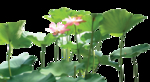 夏日荷花