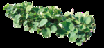 荷花PSD