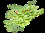 莲花素材