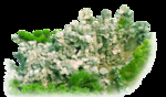假山