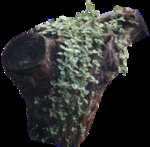 老木头素材