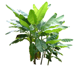 香蕉林