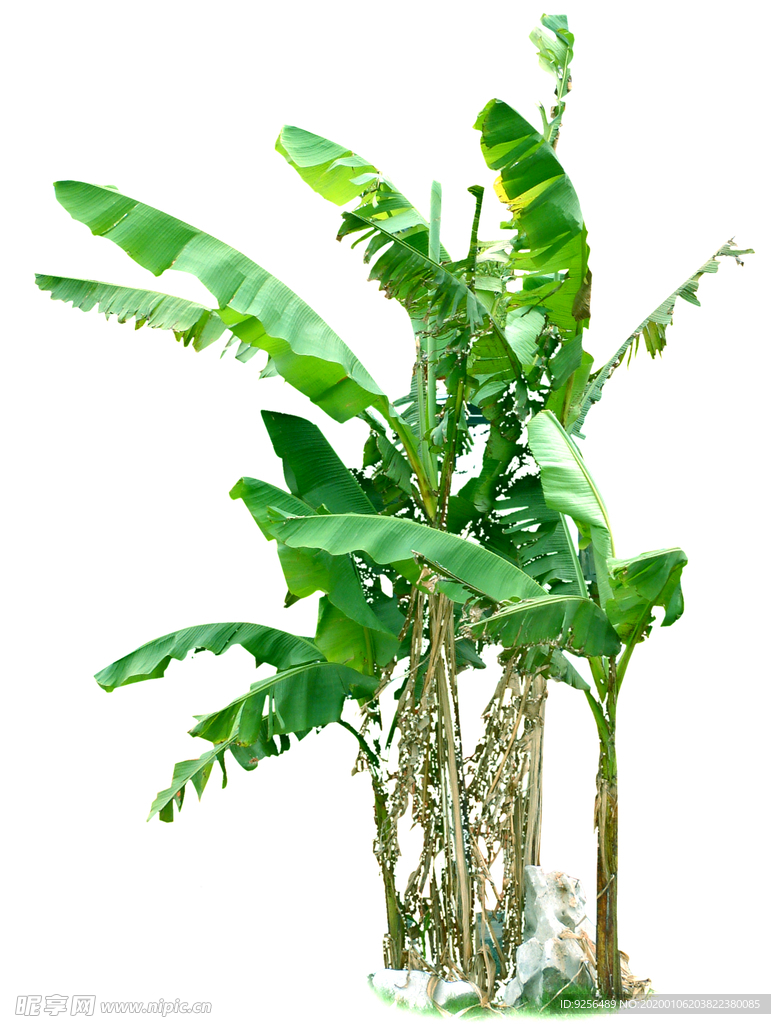 芭蕉树