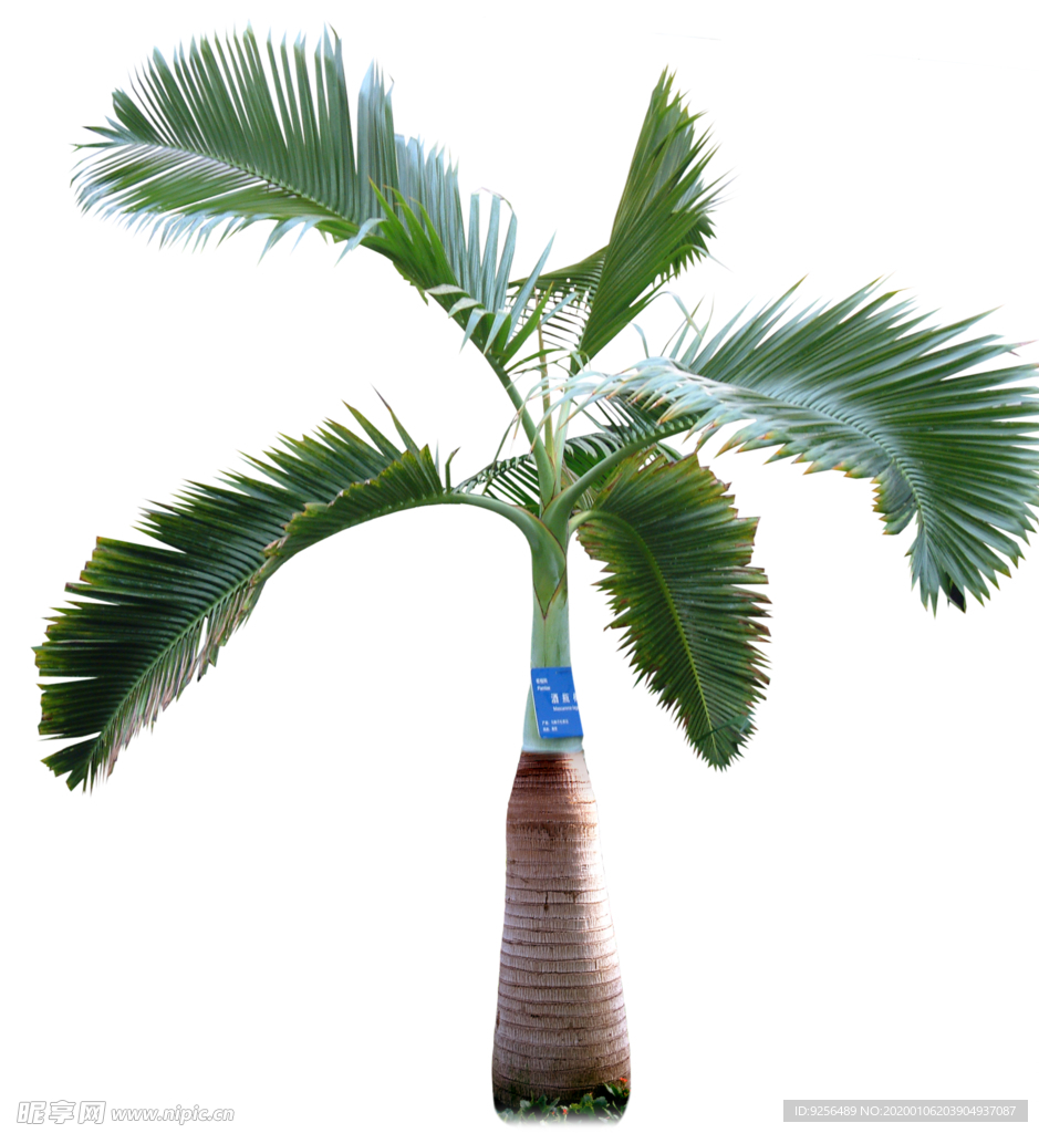 椰子树PSD