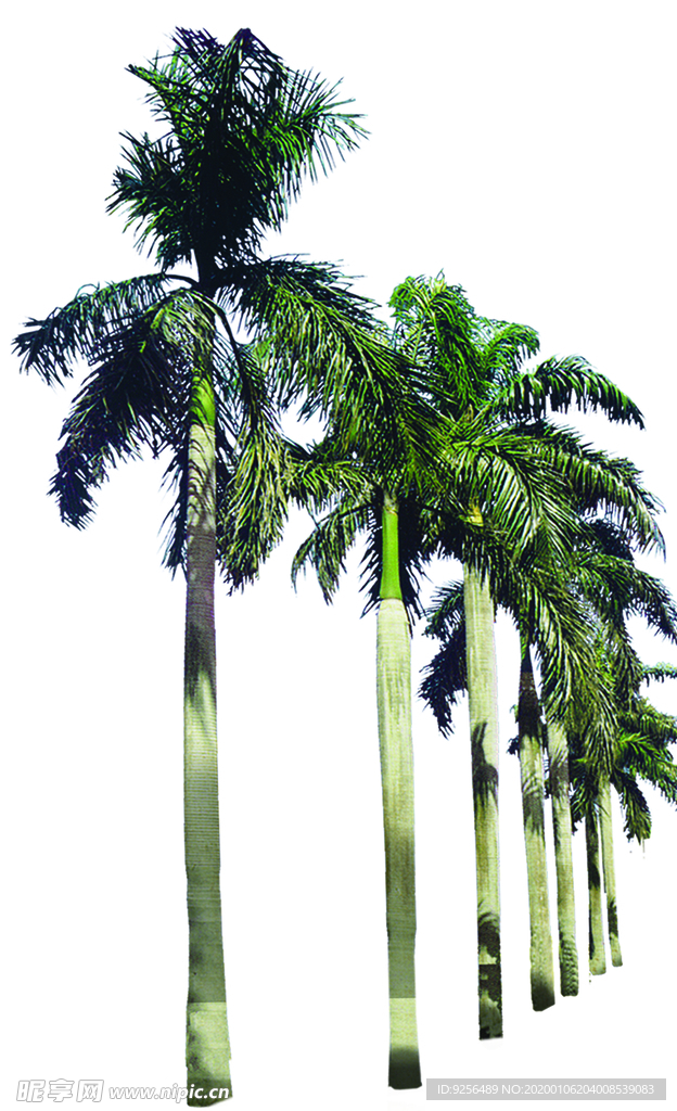 椰子树PSD素材