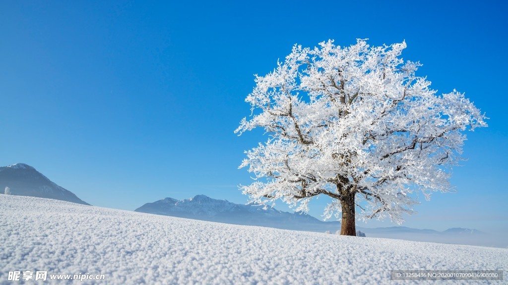 雪山大树雪地天空风景