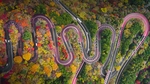 森林公路树木风景