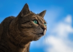 小猫宠物天空云彩背景