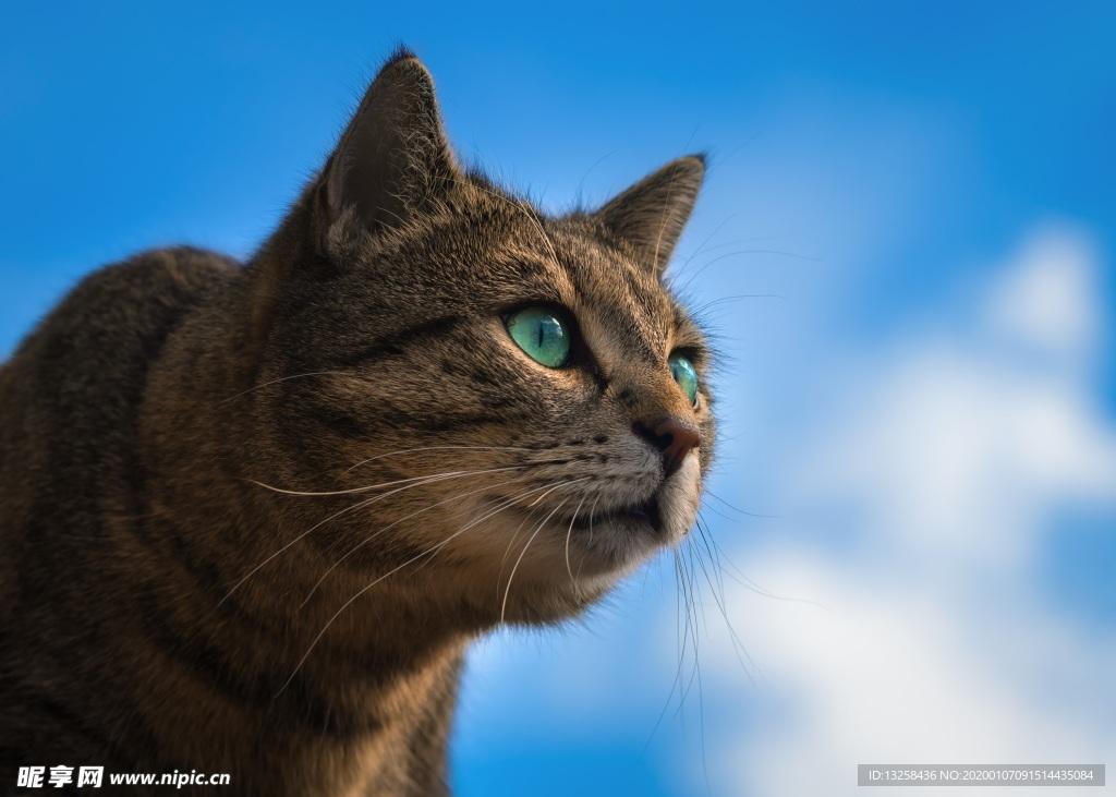 小猫宠物天空云彩背景