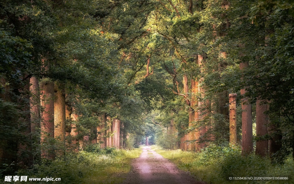森林小路树木草地风景