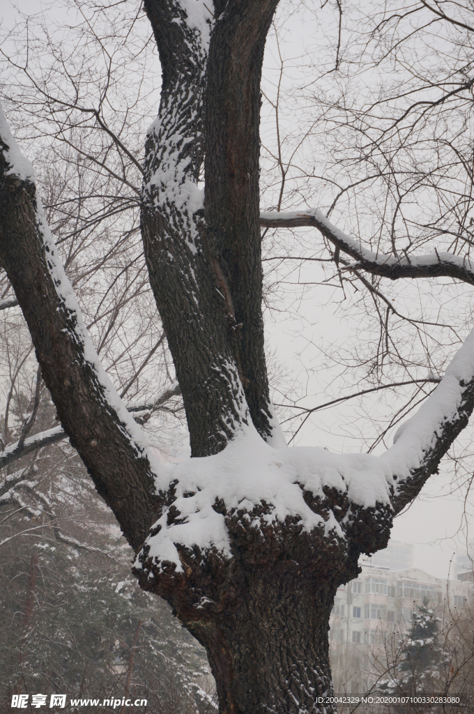 树挂雪