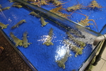 海鲜皮皮虾澳龙螃蟹