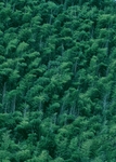 森林背景