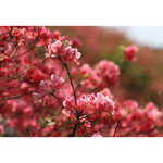 高山杜鹃花