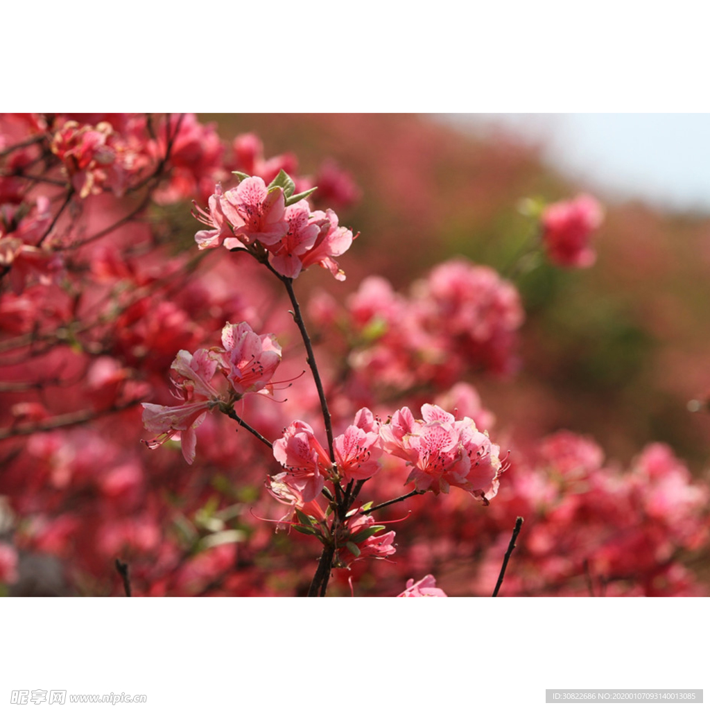 高山杜鹃花