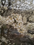 纯白小花