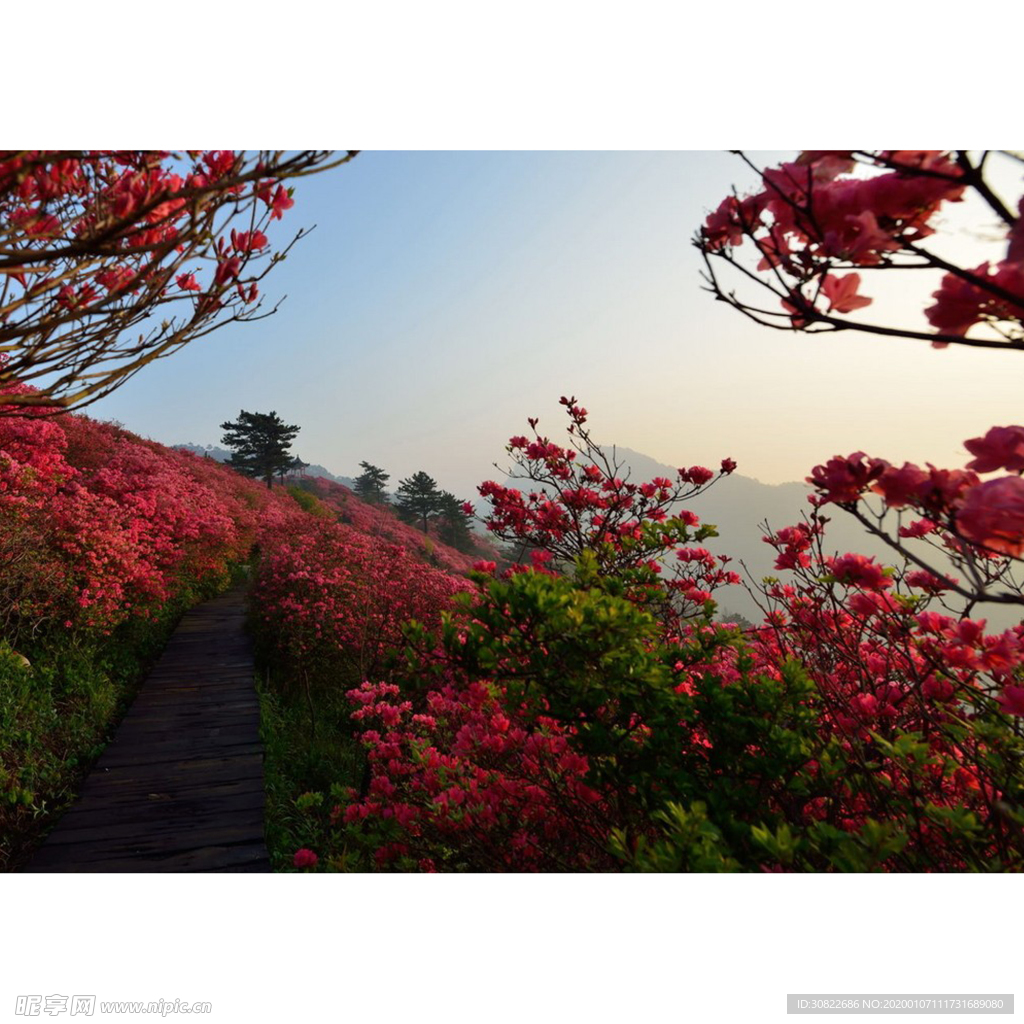 杜鹃花海