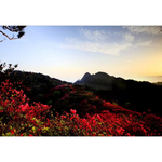 高山杜鹃花海