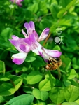 鲜花 蜜蜂